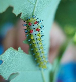 Night Flyers: North American Silk Moths Face Invasive Challenge thumbnail