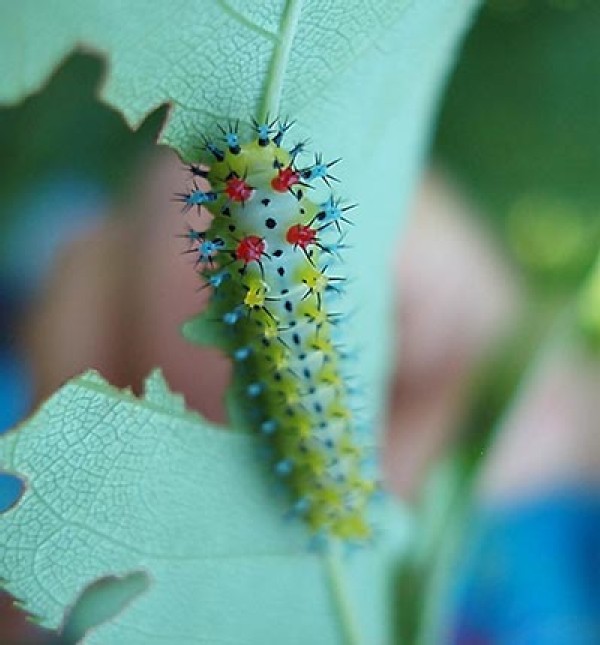 Night Flyers: North American Silk Moths Face Invasive Challenge