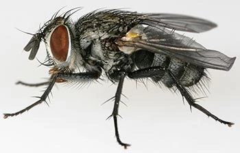moth_moth.jpg