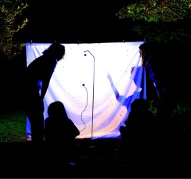 Moth observation thumbnail