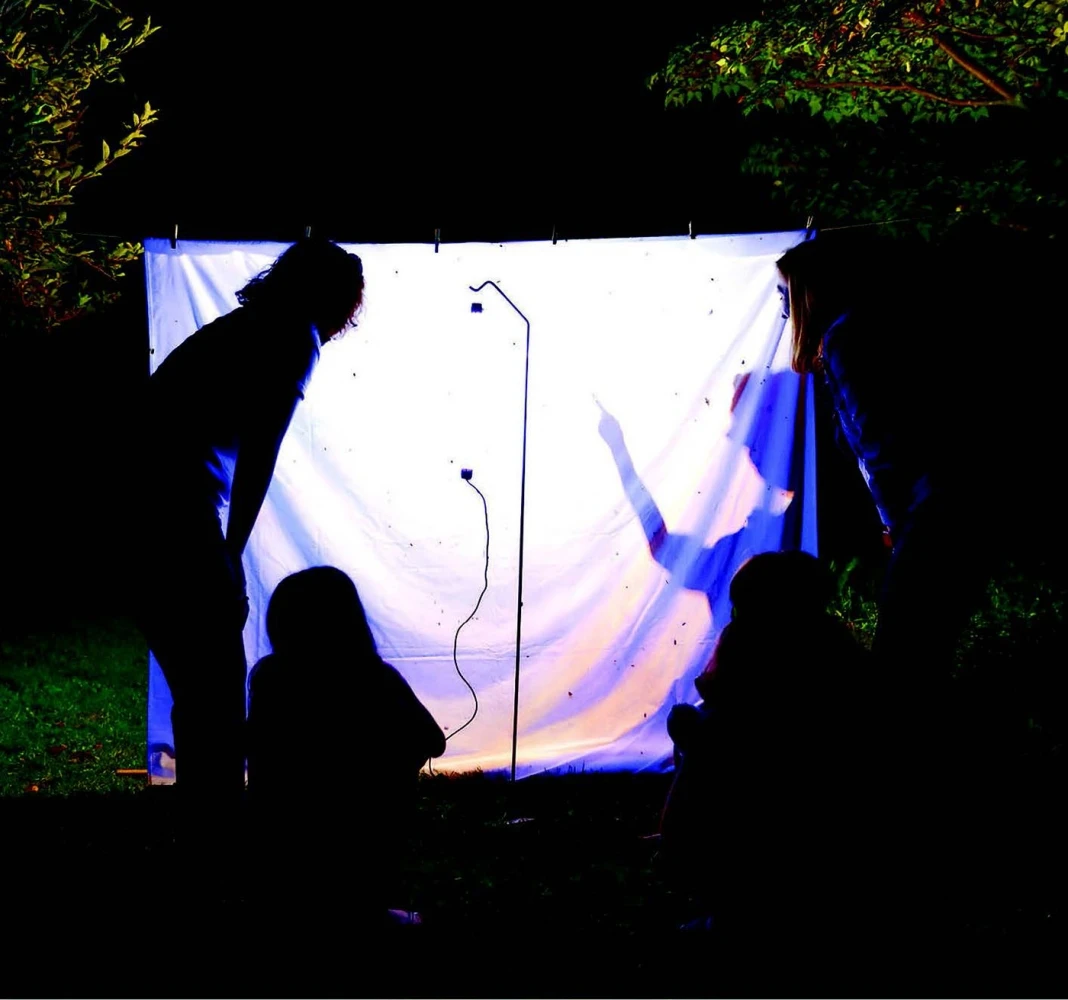 Moth observation