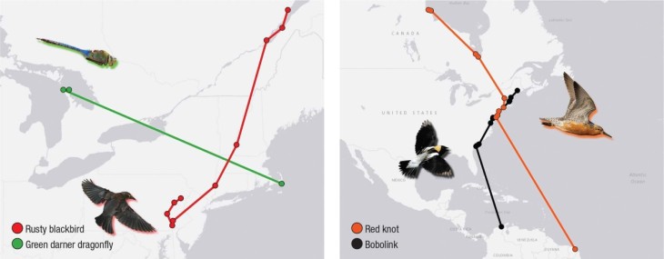 Motus: A Revolution in Migration Research