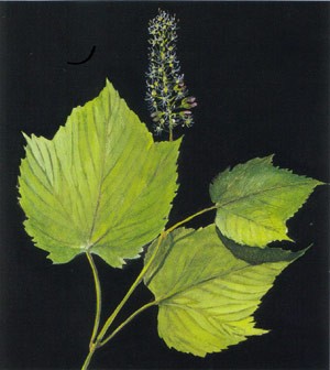 Mountain Maple, Acer spicatum