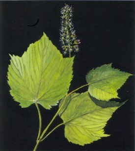mountain_maple_.jpg thumbnail