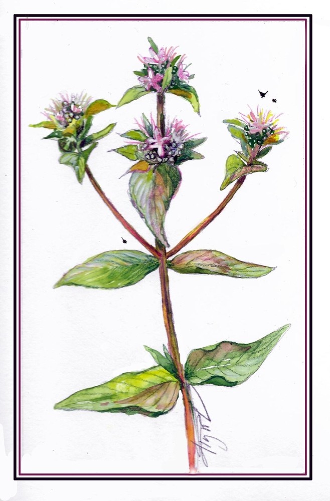 The Many Virtues of Mountain-Mint