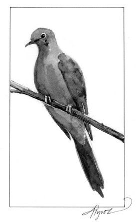 mourning_dove.jpg thumbnail