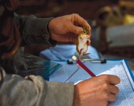 Mouse Study thumbnail