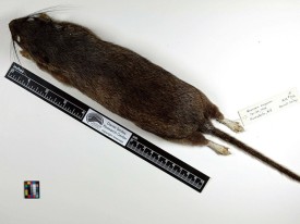 mr_smiley.jpg thumbnail