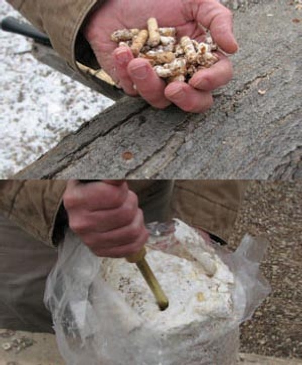 Growing Shiitake Mushrooms: Step-by-Step Guide to an Agroforestry Crop