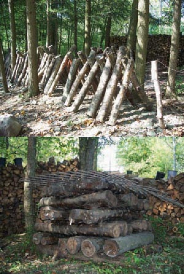 Growing Shiitake Mushrooms: Step-by-Step Guide to an Agroforestry Crop