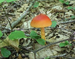 Mushroom and Metaphor Photo: Dave Mance III