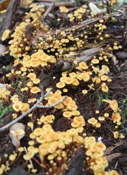 Mushroom and Metaphor Photo: Dave Mance III