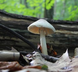 Mushroom and Metaphor Photo: Dave Mance III