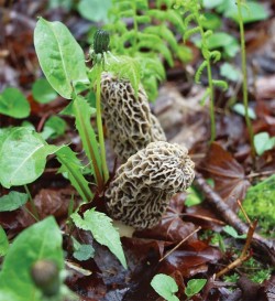 Mushroom_Pic_5.jpg