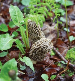 Mushroom and Metaphor Photo: Dave Mance III