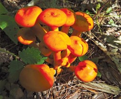 Mushroom and Metaphor Photo: Susan C. Morse