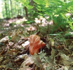 Mushroom and Metaphor Photo: Dave Mance III