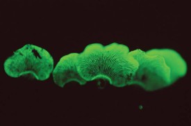 mushroomsA.jpg thumbnail