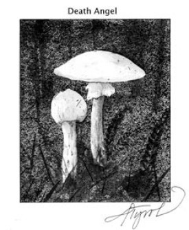 mushroomspix_800.jpg thumbnail