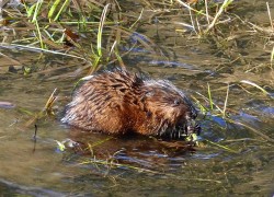 muskrat_closer_sm_web.jpg