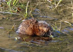 muskrat_closer_sm_web.jpg