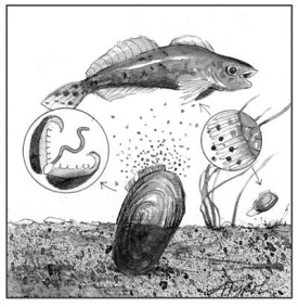 mussels_web.jpg thumbnail