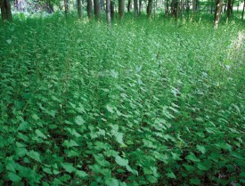 mustard.jpg thumbnail