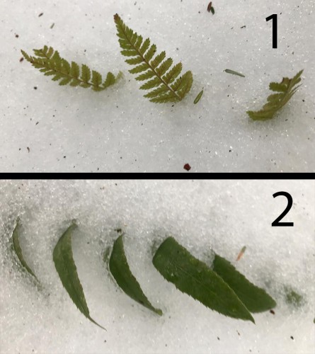 Mystery Fern Image