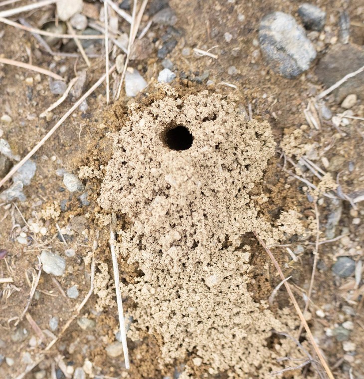 Mystery mounds Image