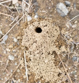 Mystery mounds thumbnail