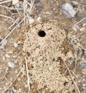 Mystery mounds thumbnail