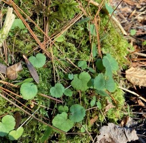 Scouting for Summer: Evergreen Wetland Herbs thumbnail