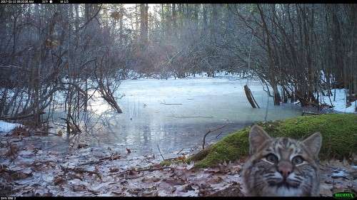 Bobcat selfie