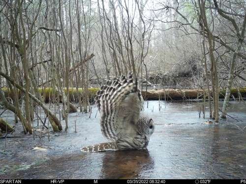 Owl in vernal pool