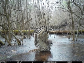 Owl in vernal pool thumbnail