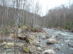 Of Trout and Trees Photo: Nat Tripp