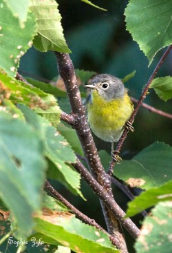 nashville_warbler_sophie_web.jpg