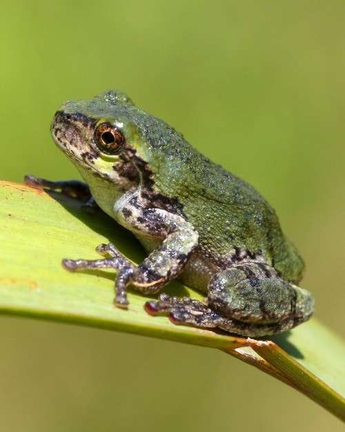 Tree frog