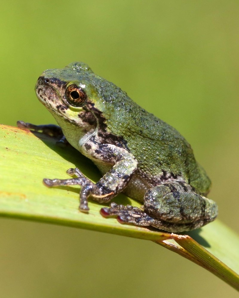 Juvenile Gray Treefrogs on Land