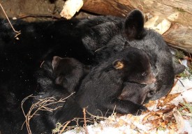 Naturally_Curious_Spr17.jpg thumbnail