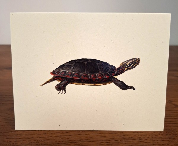 NC-EPT-painted-turtle.jpg