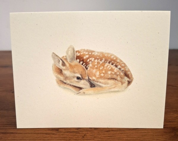 NC-FWN-fawn.jpg