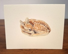 NC-FWN-fawn.jpg thumbnail