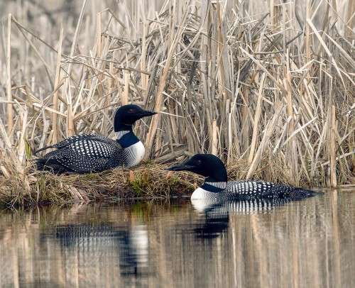 Nesting loons