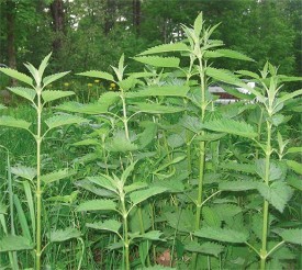 Stinging Nettles: A Favorite Spring Green thumbnail