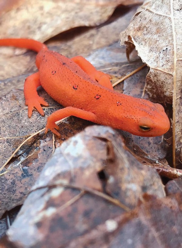 Dragonfly Predation on Eastern Newts