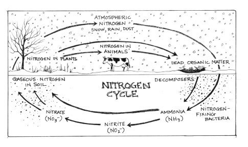 Supercharging the Nitrogen Cycle thumbnail