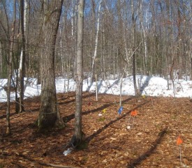 No Snow Forest thumbnail