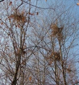 nov_18_600.jpg thumbnail