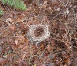 nov_bird_nest_web11.jpg